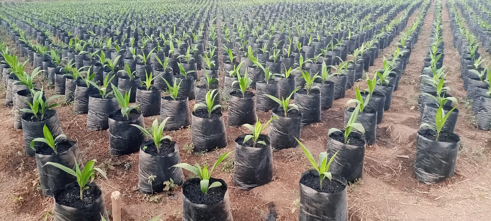 Plantules de palmier à huile en pépinière