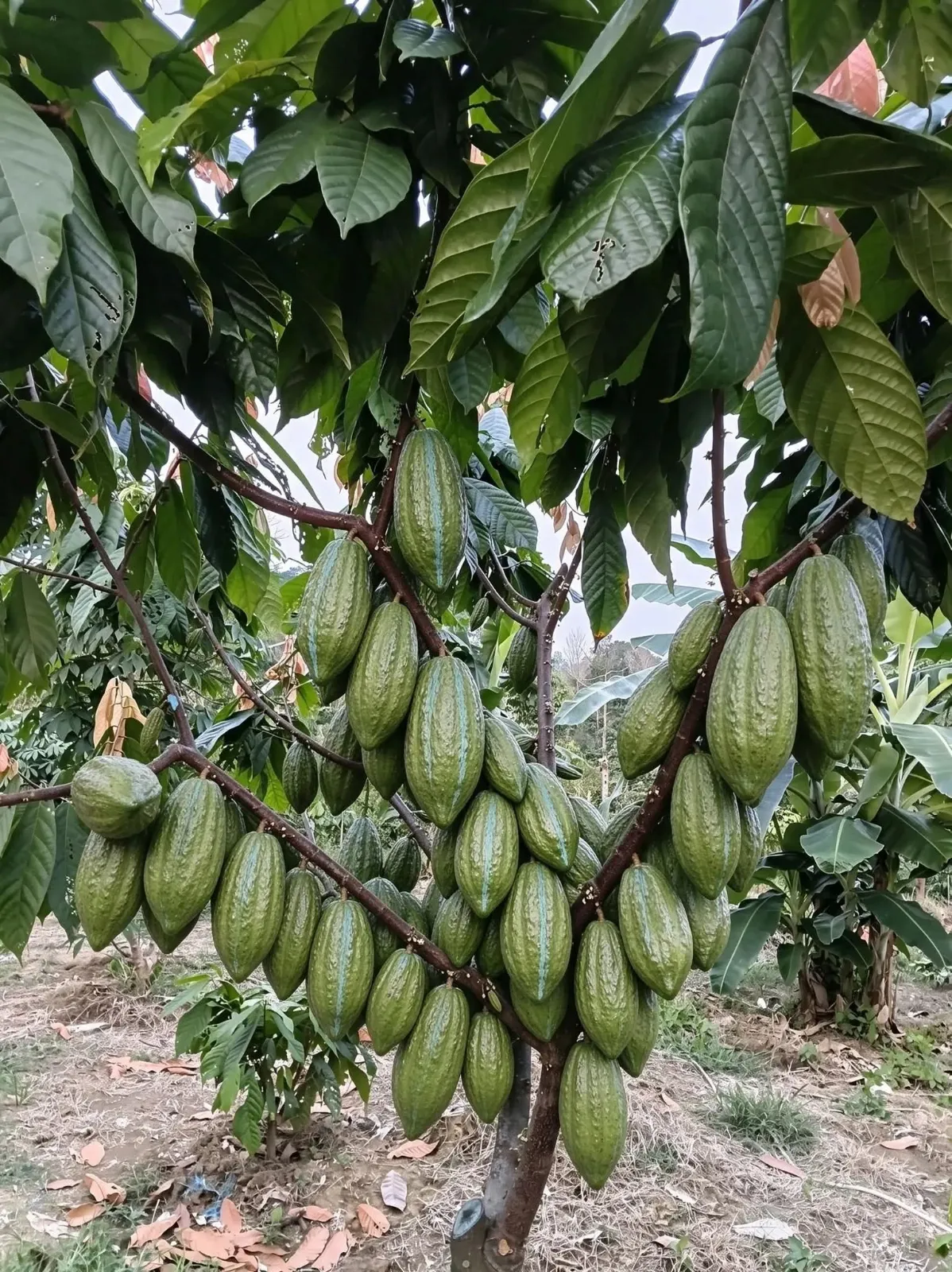 Clone TGCOHy1 après 3 ans de production